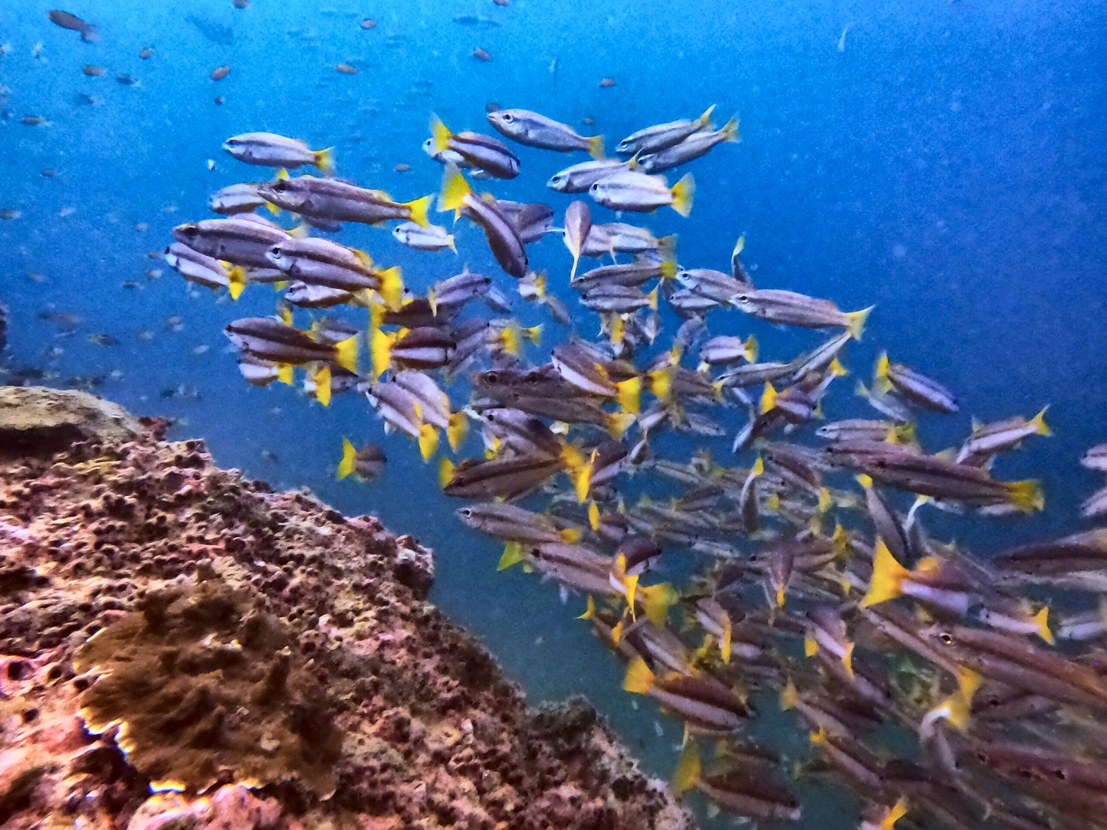 Schools of fish on the reef