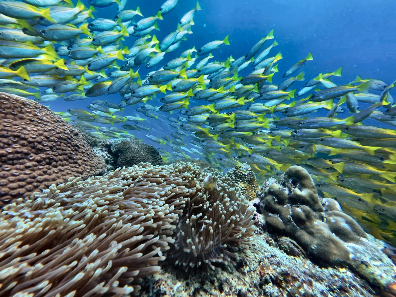 Snappers over the coral